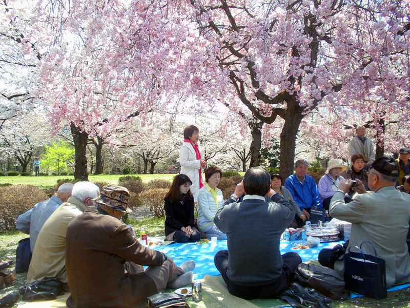 お花見